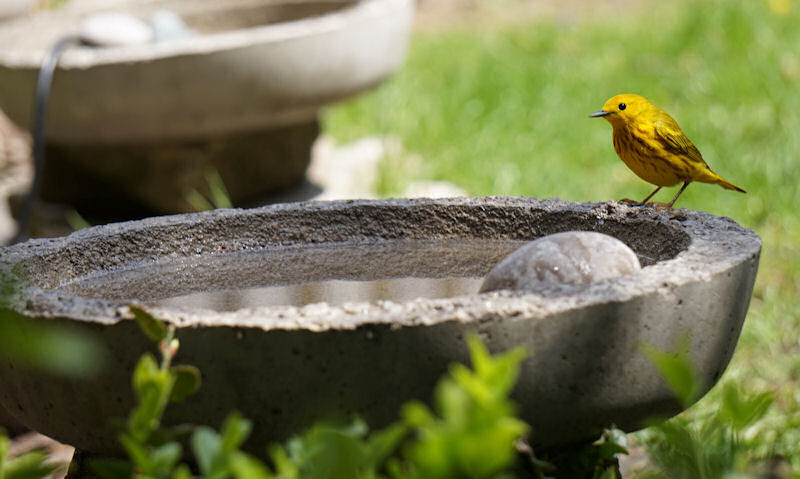 Yellow Warbler perched on rim of stone bird bath