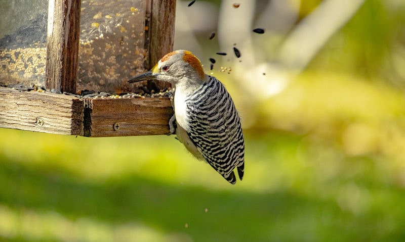 How to stop birds from wasting food