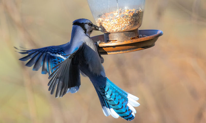 Blue Jay perched awkwardly on small lantern seed bird feeder