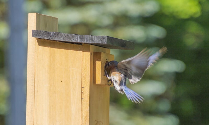 Should I Clean Out My Bluebird House Wildlifeful