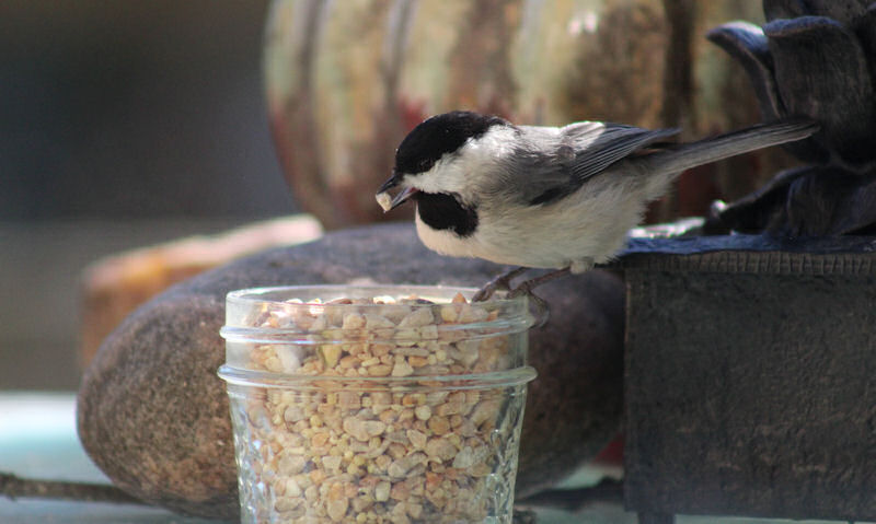 What Can You Use As Bird Food Wildlifeful