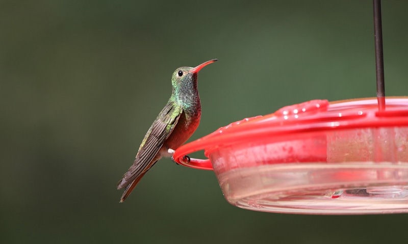 Backyard Birding Pests Tips Tricks Wildlifeful